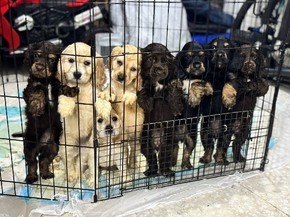 Field Spaniel - Spaniel Cocker Puppies - جراوي اسبانيل كوكر available for adoption in Abu Dhabi