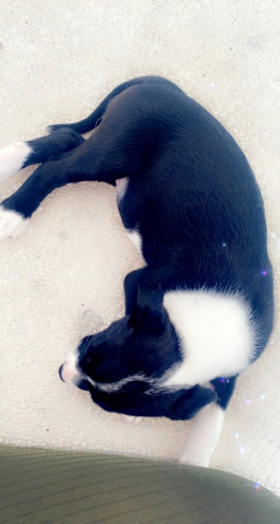 American Pit Bull Terrier – selling puppie because moving