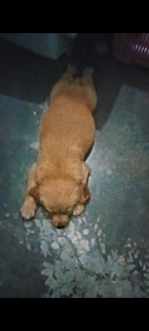 Golden Retriever – golden retriever