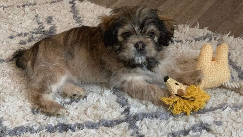 Lhasa Apso – Lhasa Apso cross female puppy