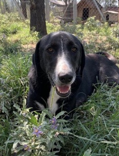 Angel looking for a home