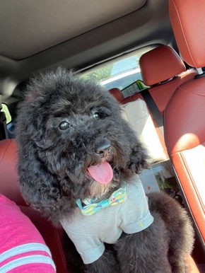 Poodle – full bread miniature poodle