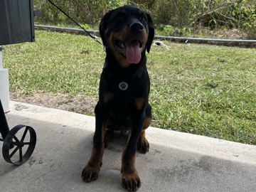 Rottweiler – Healthy young rottweiler – The Crossings