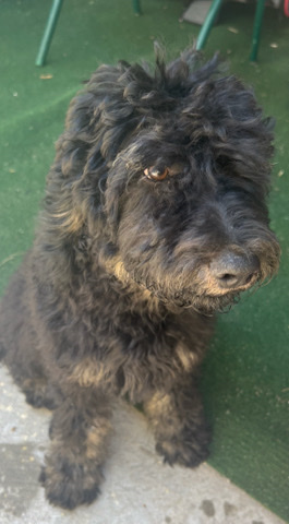 Golden Retriever – golden doodle puppies best offer
