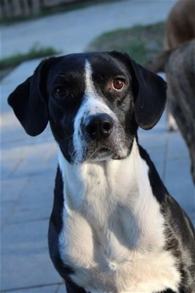 Robbie looking for a home