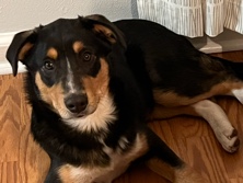 Miniature American Shepherd – Charlie – Niles