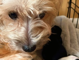 Australian Silky Terrier – Yorkshire terrier – Louisville