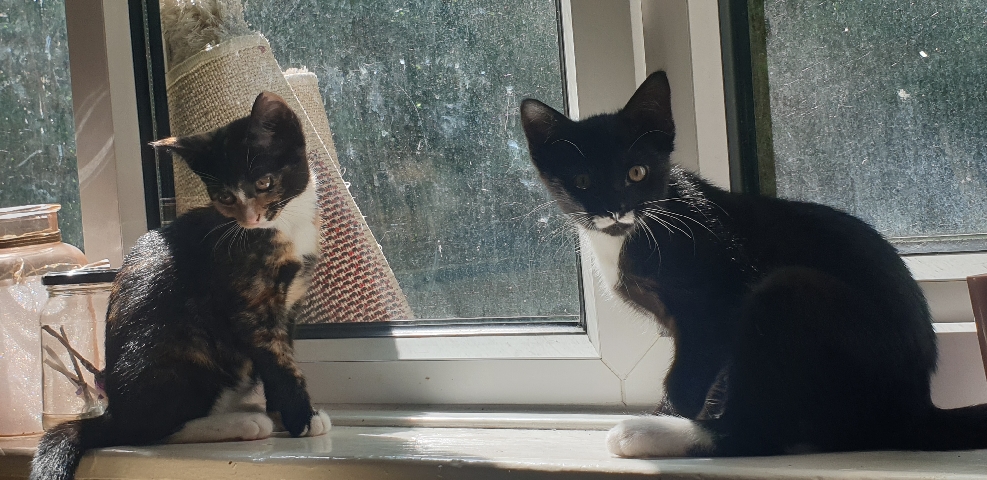 American Bobtail – brother and sister