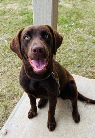 Labrador Retriever – AKC chocolate lab