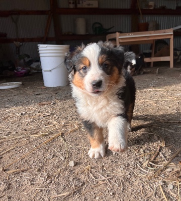 English Shepherd – English Shepherd