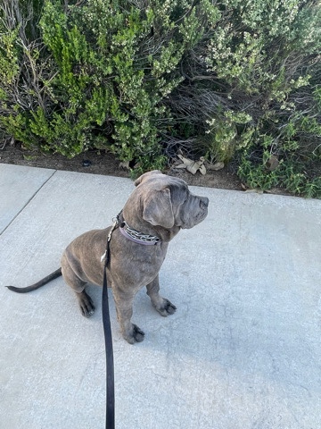 Cane Corso – Cane Corso