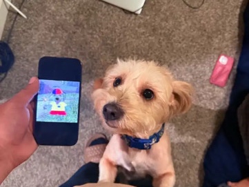 Cockapoo – rehoming dog – Anaheim