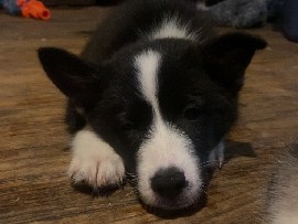 Pomsky – Oreo the male Pomsky – Muskegon Heights