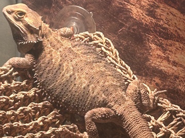 Lizard – breaded dragon – Breinigsville