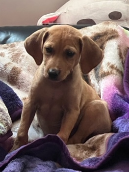 Redbone Coonhound – Redhound puppy (Ruby)