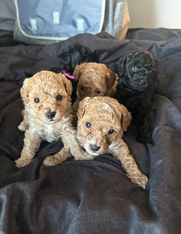 Poodle – Toy Poodles Honey, Lala, porcelain
