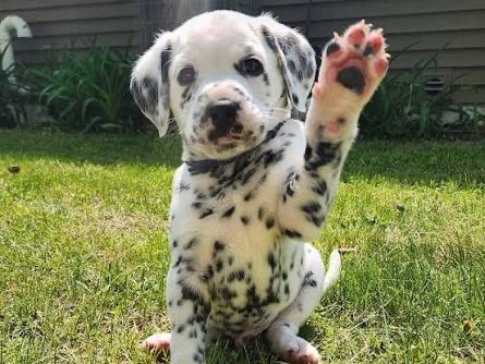 Dalmatian – Adorable Dalmatian Puppy – 6 Weeks Old – Muskegon