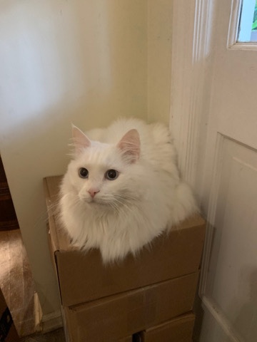 Mufasa