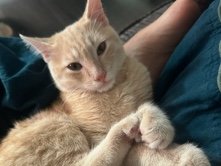 Kitty in need of loving home – Fresno