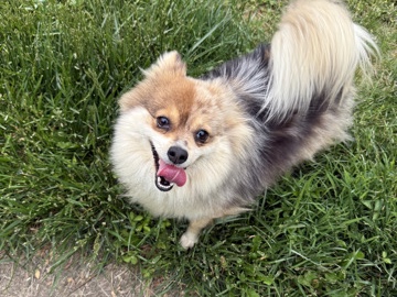 Pomeranian – Pomeranian Female – Winchester