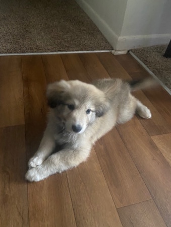 Australian Shepherd – Australian Shepard Mix