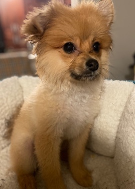 Pomeranian – Pomeranian