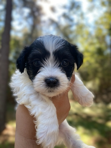 Maltese β Malti-Shipoo Puppies For Sale π