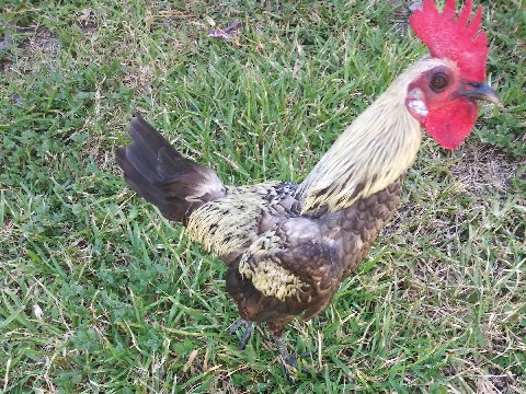 Any – small rooster
