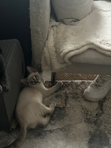 Siamese – 3 kittens