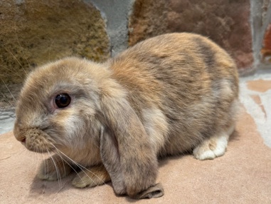 French Lop – French Lop Bunny – Pinehurst
