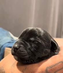 Cane Corso – Cane Corso German Shepherd Mix Puppies