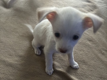 Chihuahua – chihuahua pups