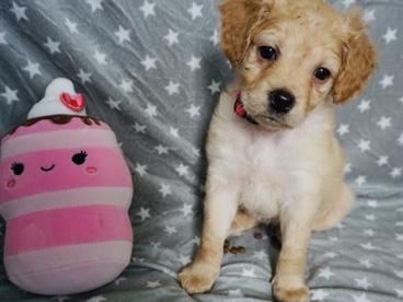 Poodle – Poodle mix girl ready for forever home – Sugar Land