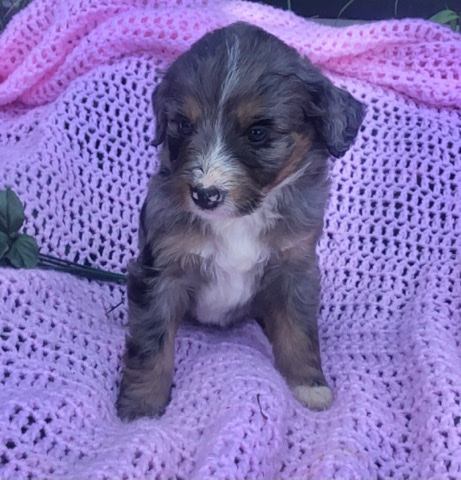 Zaley-Bernedoodle