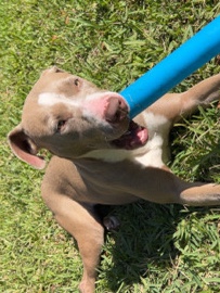 American Pit Bull Terrier – Affectionate Pit Bull “Isis” Looking for a Loving Home – Lantana