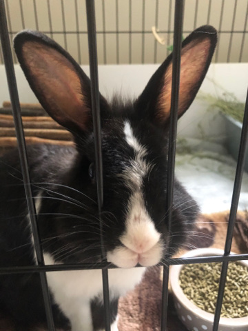 American – Female Rabbit