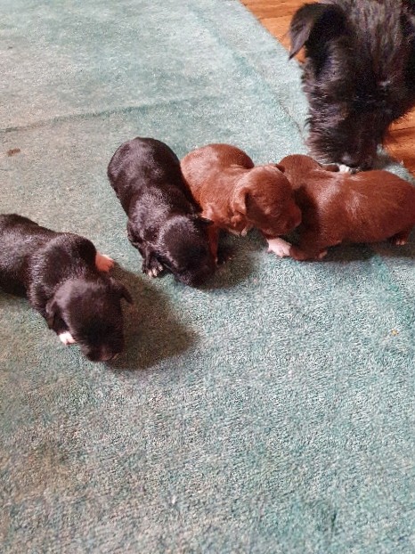 Patterdale Terrier – puppies for sale