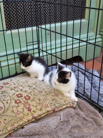 kittens
