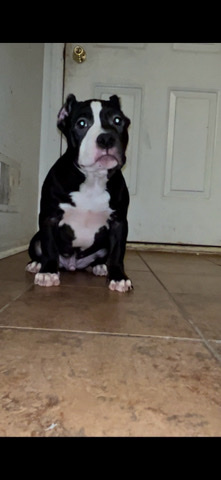 American Bulldog – Black American Bully Male