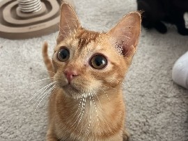 süße BKH ABBESINIER mix kitten abgabebereit 