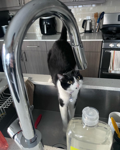 Luna needs a new home <3
