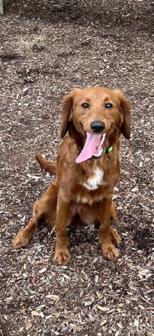 Golden Retriever – F2 Mini-Goldendoodle female, straight coat
