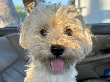 Yorkshire Terrier – My sweet boy Koa – Arcadia