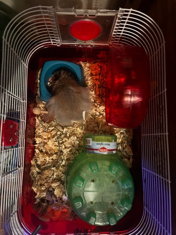 hamster