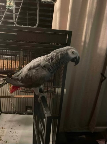 African grey 
