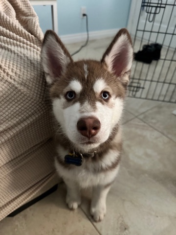 Siberian Husky – Male Husky