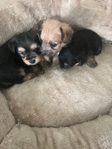 Yorkshire Terrier – yorkie pups looking for a new home