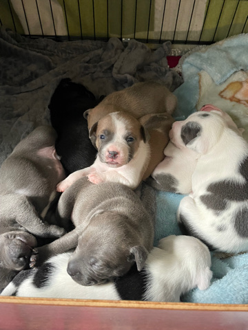 Staffordshire Bull Terrier – Sttafordshire Bull terrier