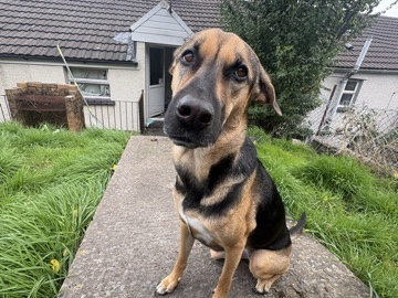 Mixed Breed – Roxy – Mountain Ash