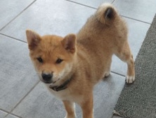 Image of Shiba Inu